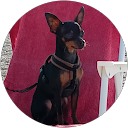 FIORISA Serenelli profile picture